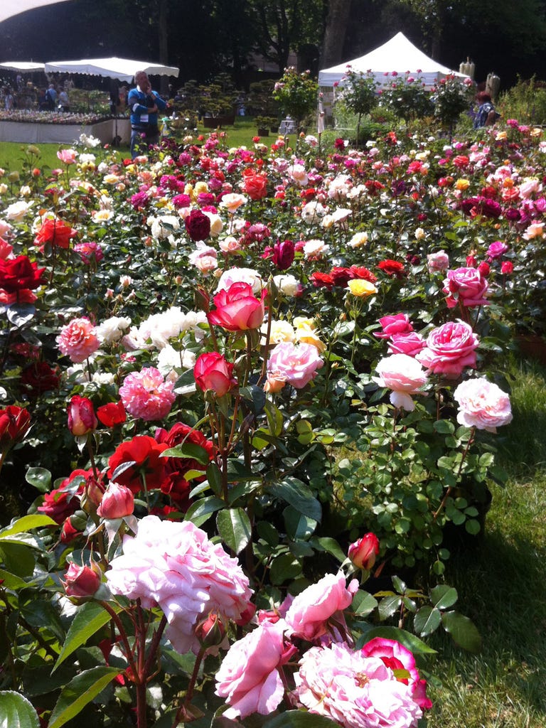 Plantas y flores para decorar tu jardín