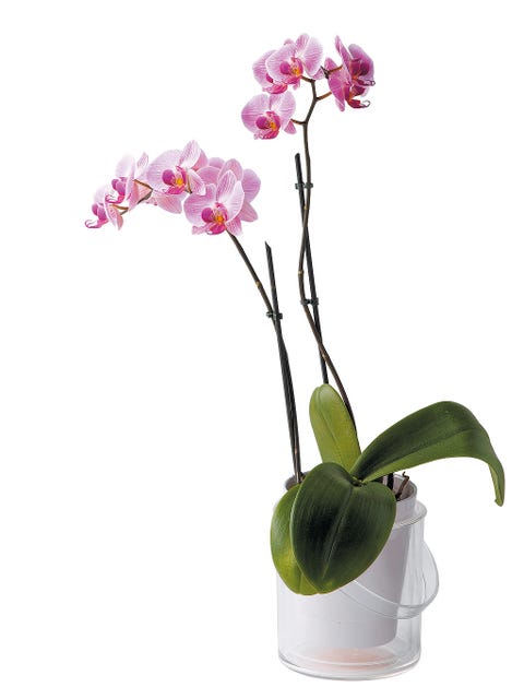 Petal, Flower, Leaf, Pink, Purple, Magenta, Botany, Violet, Plant stem, Flowering plant, 