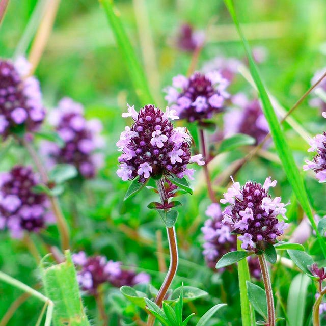 Plant, Flower, Purple, Lavender, Flowering plant, Herbaceous plant, Subshrub, Annual plant, Perennial plant, Forb, 