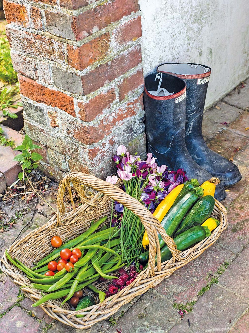 Whole food, Natural foods, Vegetable, Vegan nutrition, Produce, Ingredient, Local food, Purple, Food group, Brick, 