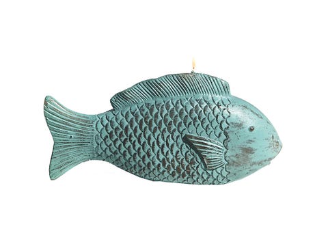 Fish, Turquoise, Teal, Aqua, Fin, Ray-finned fish, Fish, Marine biology, Bony-fish, 