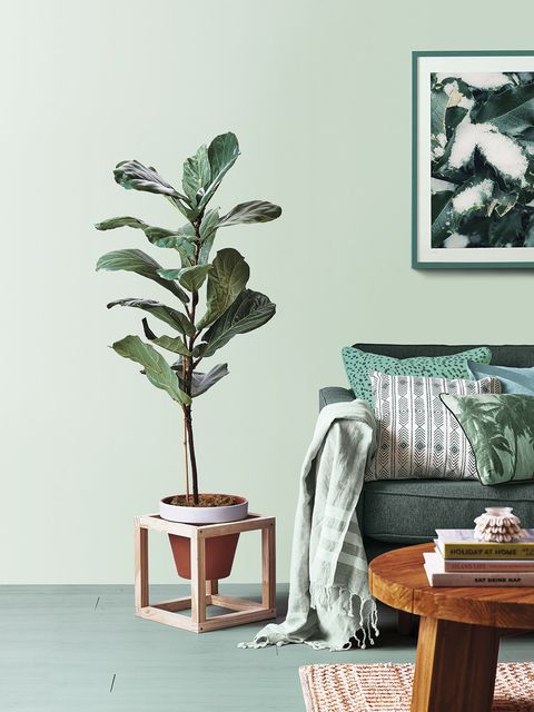 Houseplant, Tree, Leaf, Plant, Botany, Room, Flower, Woody plant, Furniture, Branch, 