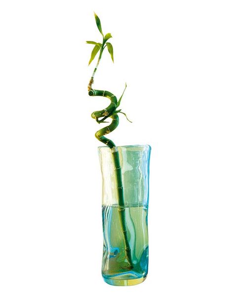 Green, Liquid, Glass, Drinkware, Aqua, Teal, Transparent material, Vase, Plant stem, Herb, 