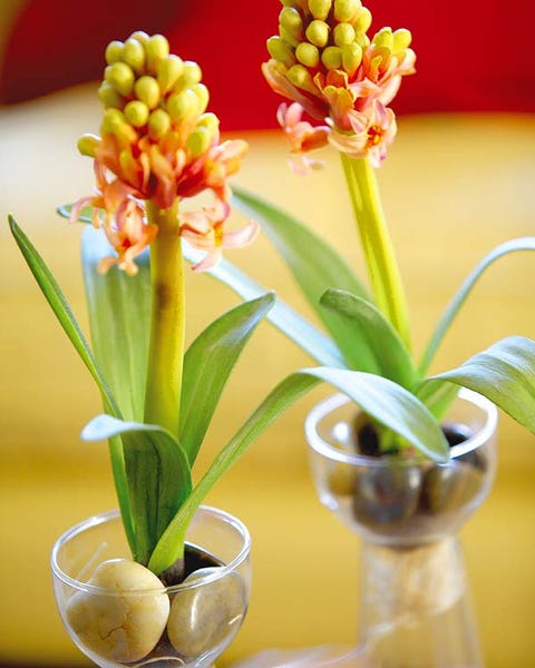 Yellow, Plant, Flower, Flowerpot, Flowering plant, Botany, Terrestrial plant, Interior design, Vase, Houseplant, 