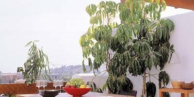 Wood, Room, Table, Leaf, Furniture, Hardwood, Outdoor table, Chair, Outdoor furniture, Coffee table, Wood, Room, Table, Leaf, Furniture, Hardwood, Outdoor table, Chair, Outdoor furniture, Coffee table,