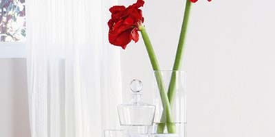 Petal, Room, Flower, Red, Interior design, White, Interior design, Artifact, Cut flowers, Glass, Petal, Room, Flower, Red, Interior design, White, Interior design, Artifact, Cut flowers, Glass,