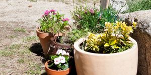 cómo cuidar las plantas en verano