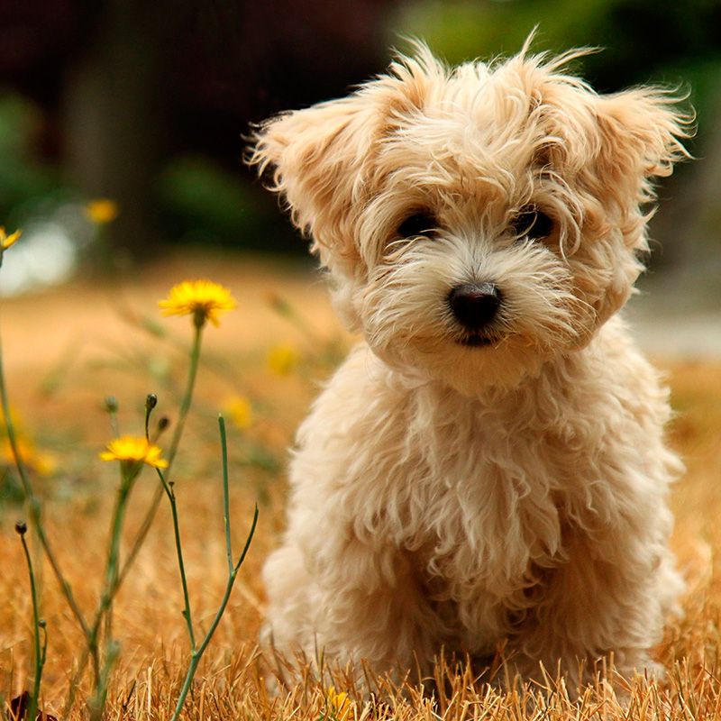 Dog breed, Carnivore, Dog, Mammal, Toy dog, Puppy, Small terrier, Snout, Terrier, Companion dog, 