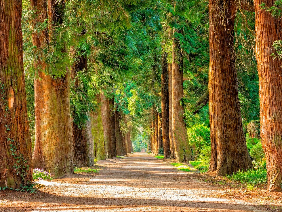 camino por el bosque