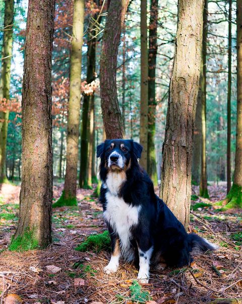 perro en el bosque