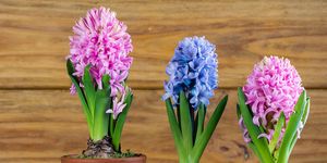 Flower, Hyacinth, Flowering plant, Flowerpot, Plant, Houseplant, Plant stem, Petal, Perennial plant, 