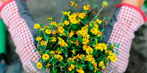 Flower, Plant, Yellow, Flowerpot, Flowering plant, Lantana, Annual plant, Hypericum, Wildflower, Shrub, 