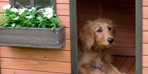 dog, canidae, dog breed, grass, doghouse, wood, kennel, carnivore, dog supply, companion dog,