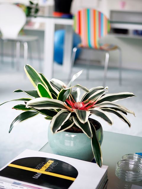 Flowerpot, Terrestrial plant, Interior design, Houseplant, Vase, Design, Gas, Still life photography, Bromeliaceae, 
