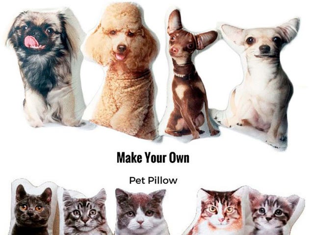 Cat, Mammal, Felidae, Carnivore, Small to medium-sized cats, Kitten, European shorthair, Canidae, Asian, Oriental shorthair, 