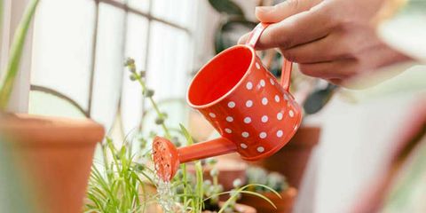 Flowerpot, Cup, Coffee cup, Interior design, Serveware, Houseplant, Peach, Drinkware, Kitchen utensil, Pottery, 