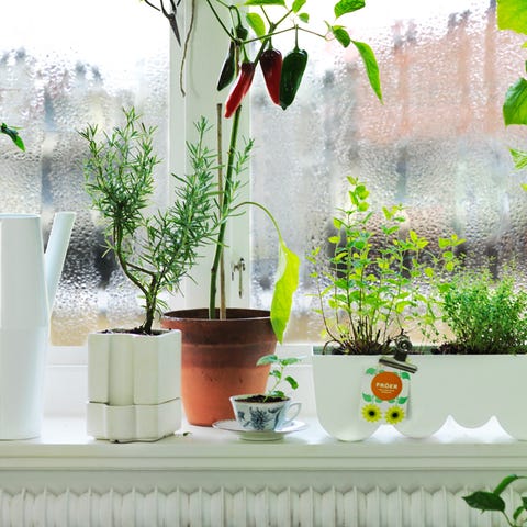 Consejos Para Montar Tu Huerto Urbano Jardineria