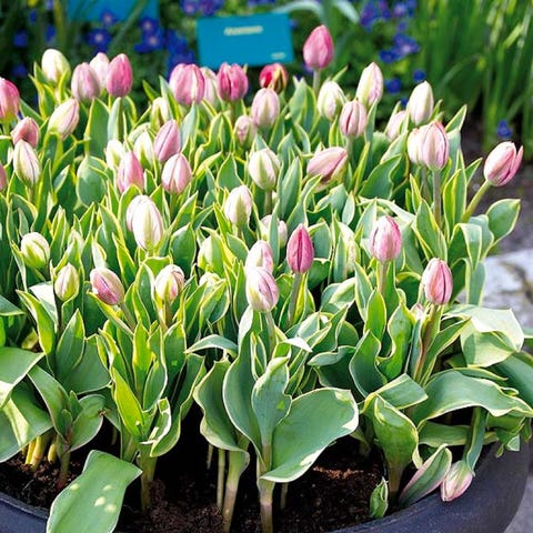 Plant, Flower, Leaf, Pink, Petal, Purple, Botany, Flowering plant, Spring, Terrestrial plant, 