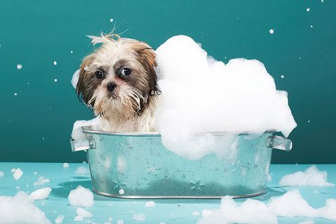 el baño de los perros