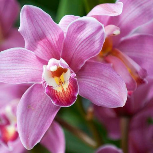 Flower, Flowering plant, Petal, Plant, Pink, Purple, Lilac, Orchid, Phalaenopsis equestris, Moth Orchid, 