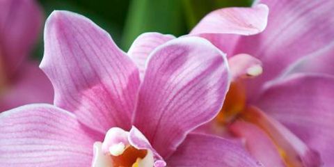 Flower, Flowering plant, Petal, Plant, Pink, Purple, Lilac, Orchid, Phalaenopsis equestris, Moth Orchid, 