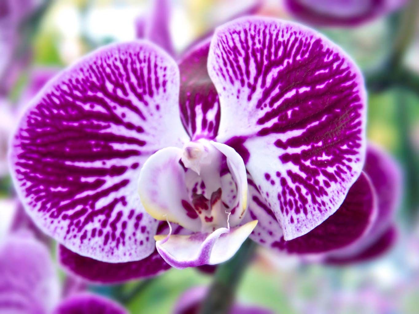 Flower, Flowering plant, Plant, Petal, Purple, moth orchid, Violet, Magenta, Euanthe sanderiana, Terrestrial plant, 