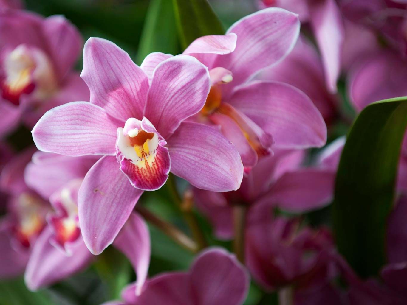 Flower, Flowering plant, Petal, Plant, Pink, Lilac, Botany, Violet, moth orchid, Spring, 