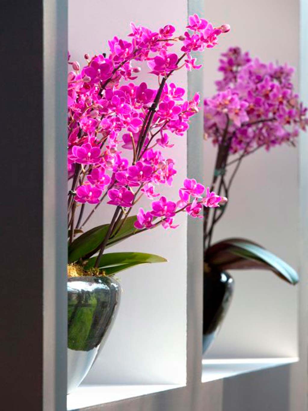 Flower, Flowering plant, Plant, Houseplant, Flowerpot, Pink, Orchid, Moth Orchid, Cut flowers, Dendrobium, 