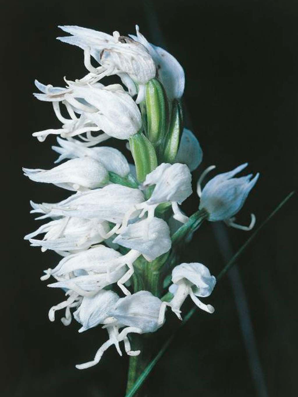 Flower, Flowering plant, Plant, Pedicel, Petal, Plant stem, 
