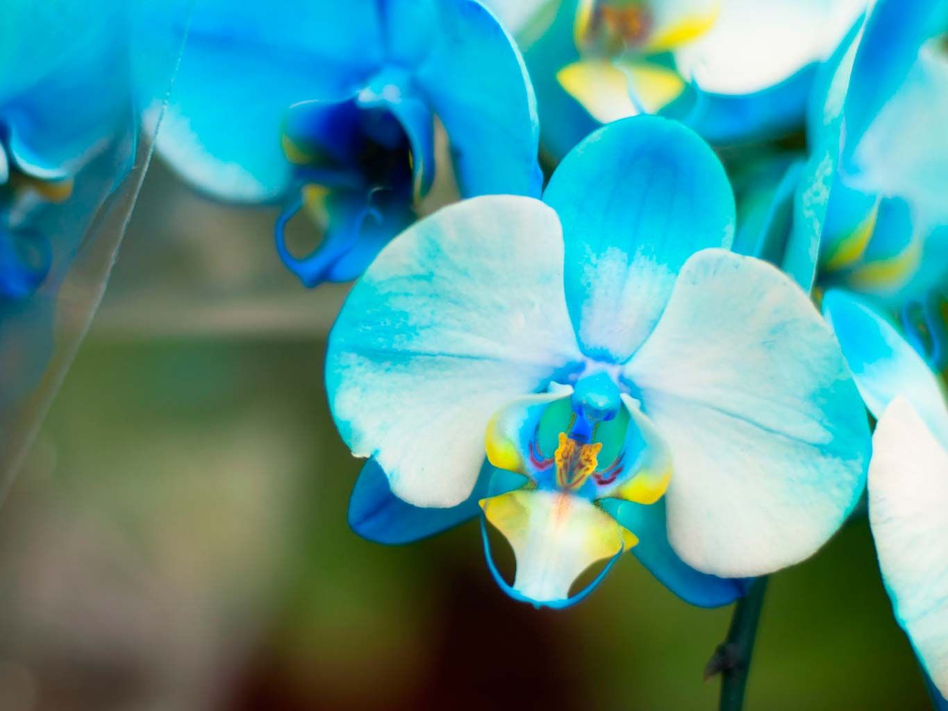 Flowering plant, Blue, Flower, Petal, moth orchid, Plant, Moth Orchid, Wildflower, Orchid, Dayflower, 