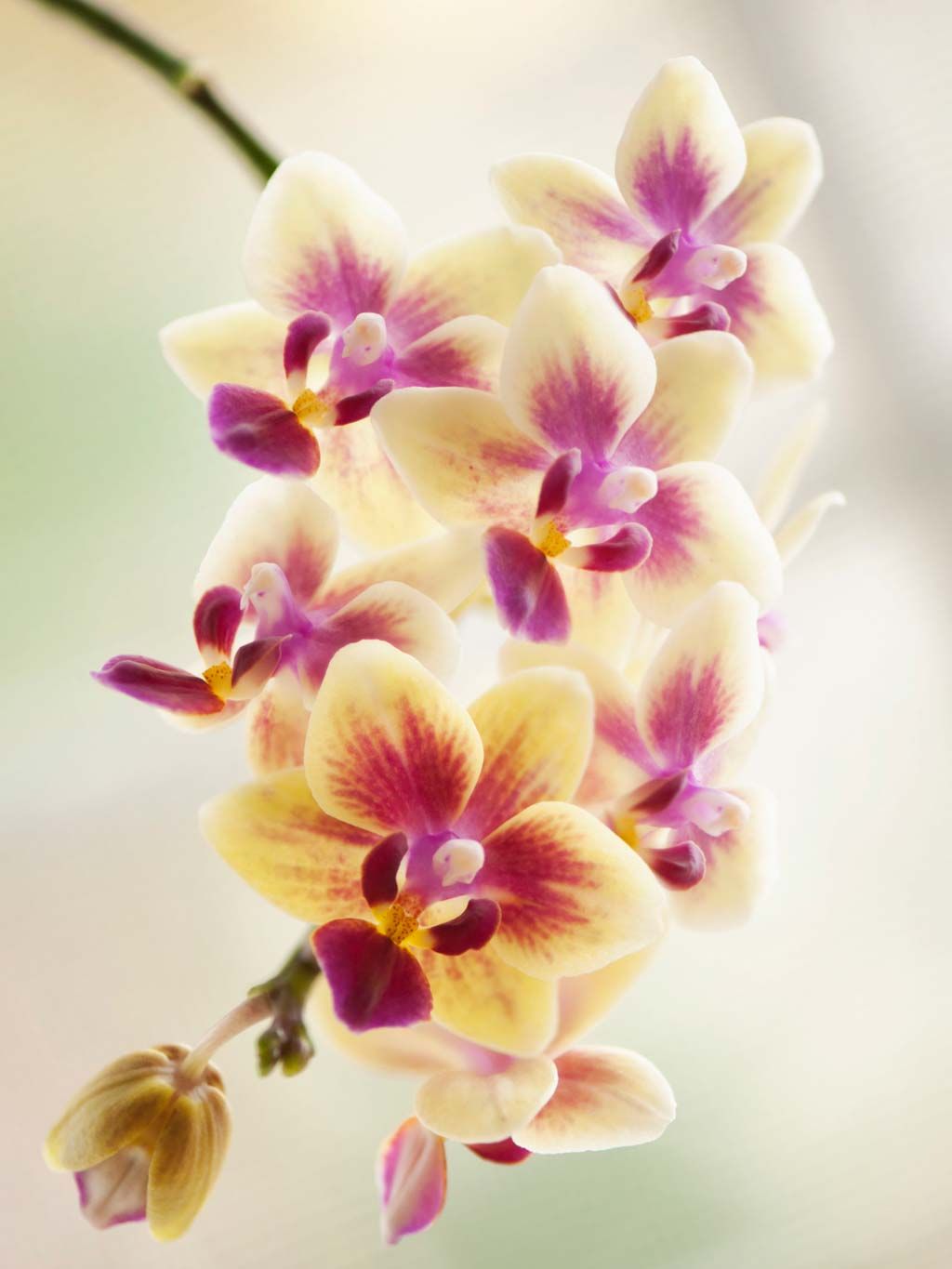 Flower, Flowering plant, Petal, moth orchid, Plant, Purple, Pink, Violet, Lilac, Still life photography, 