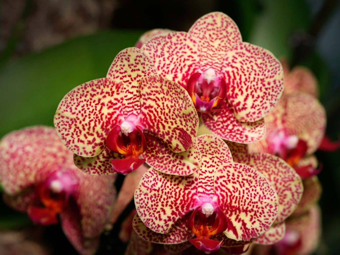 Flower, Flowering plant, Terrestrial plant, Plant, Petal, Pink, Orchids of the philippines, moth orchid, Euanthe sanderiana, Magenta, 