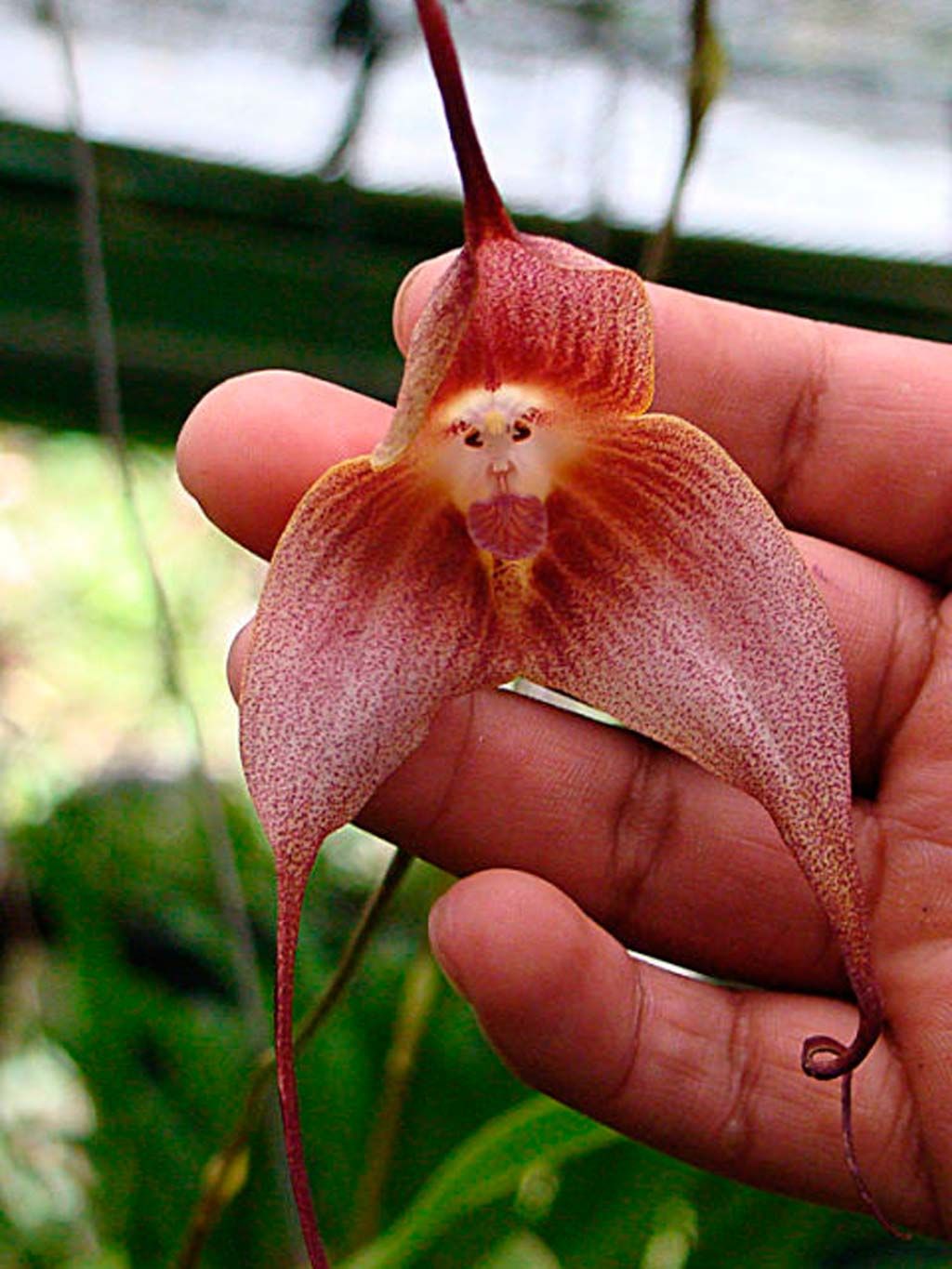 Flower, Plant, Terrestrial plant, Flowering plant, Cypripedium, Orchid, Finger, hard-leaved pocket orchid, 