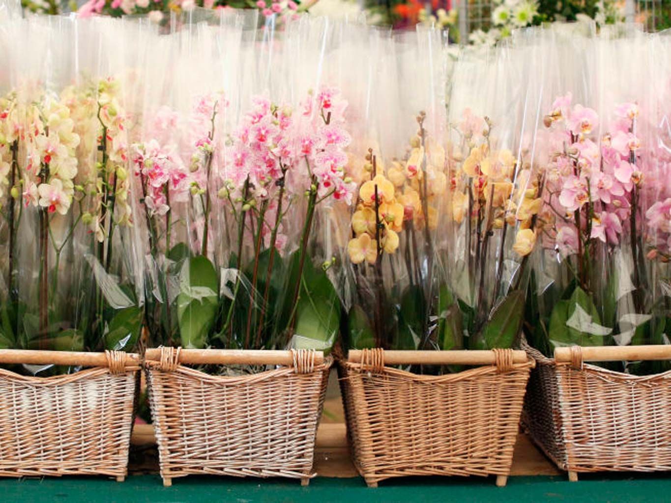 Flower, Plant, Flowerpot, Cut flowers, Artificial flower, Flowering plant, Floristry, Pink, Houseplant, Floral design, 