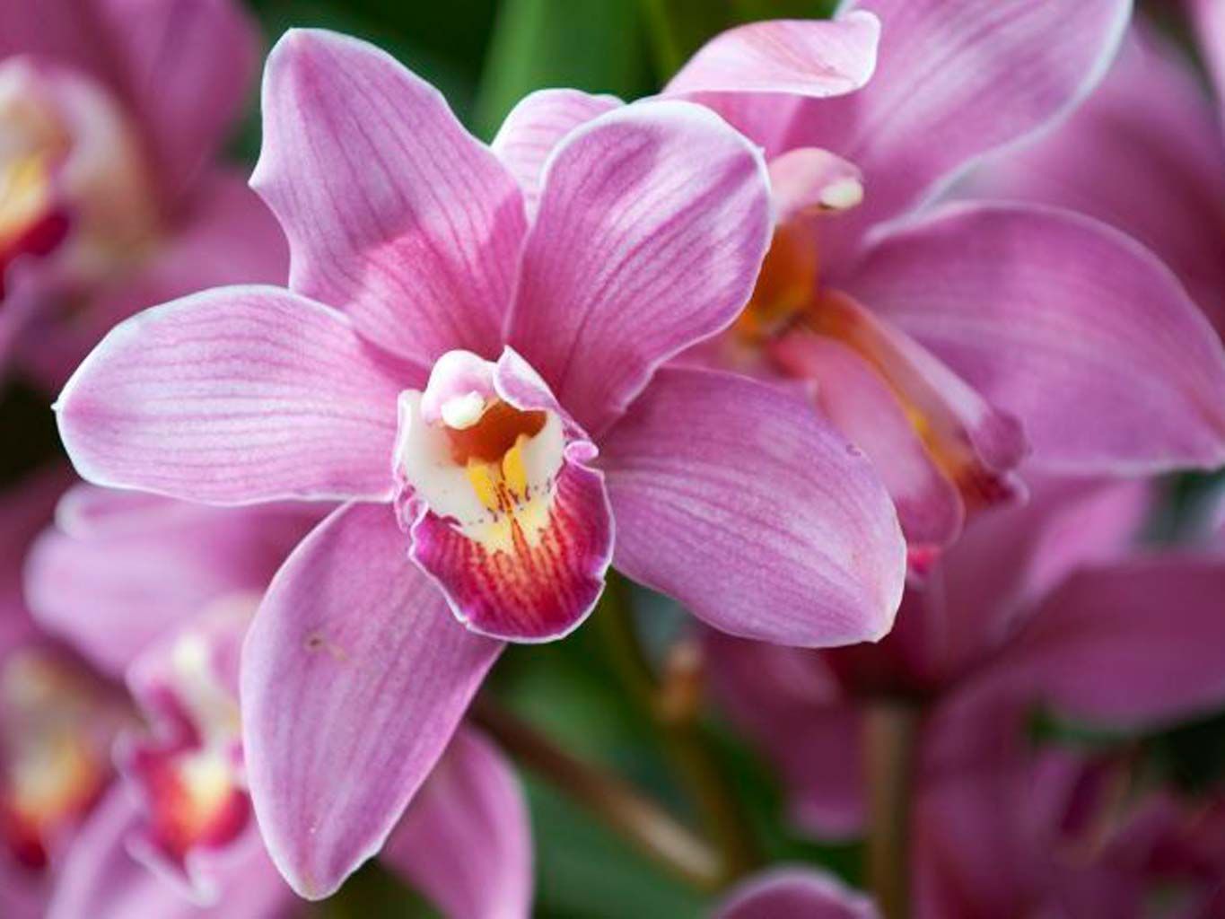 Flower, Flowering plant, Petal, Plant, Pink, Lilac, moth orchid, Purple, Violet, Botany, 