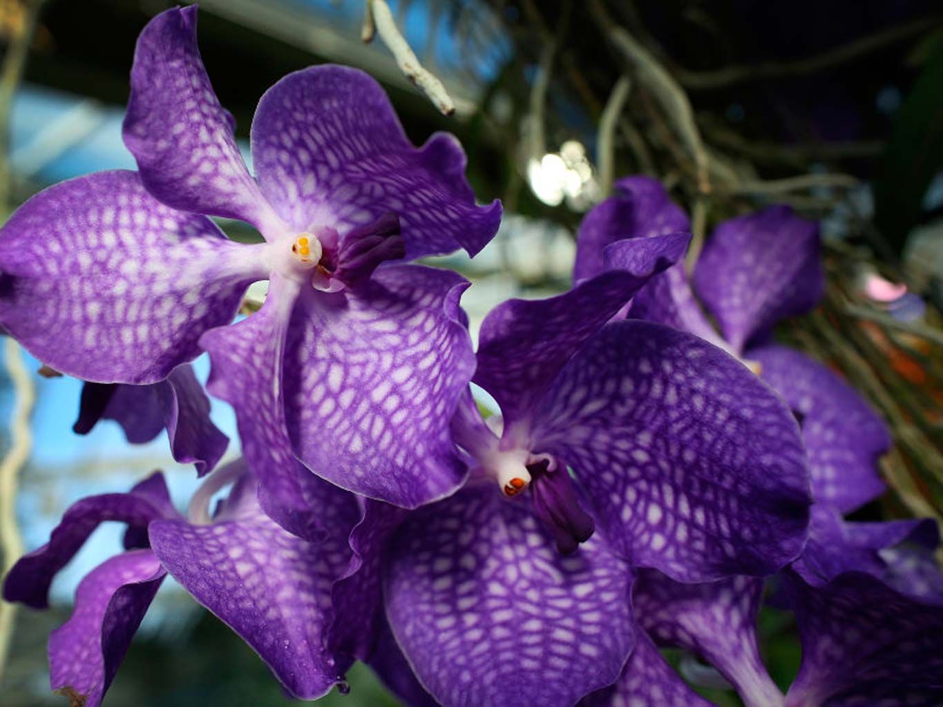 Flower, Purple, Violet, Petal, Plant, Flowering plant, Terrestrial plant, Botany, Orchid, Spring, 