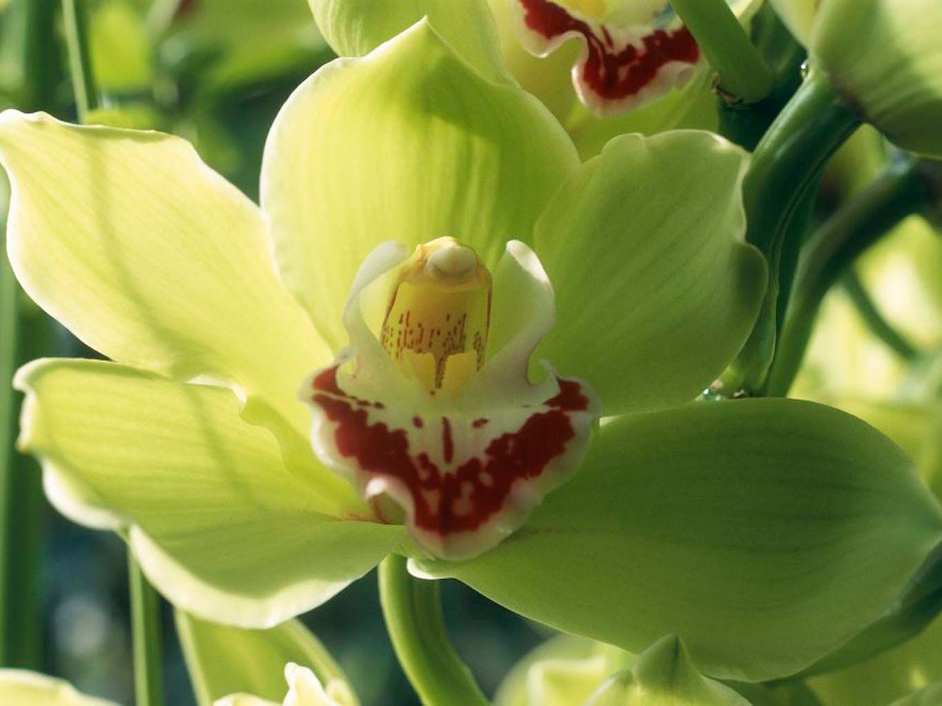 Flower, Flowering plant, Plant, Petal, Terrestrial plant, Yellow, Botany, Close-up, Orchid, Pollen, 