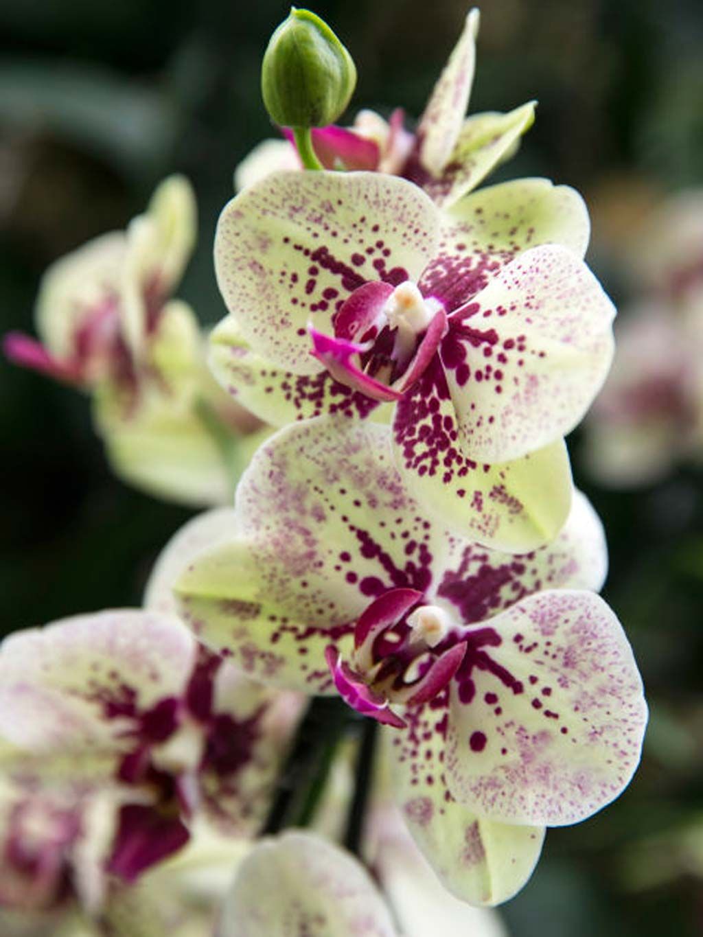 Flower, Flowering plant, Plant, Terrestrial plant, Petal, Pink, Euanthe sanderiana, Orchids of the philippines, Orchid, Moth Orchid, 