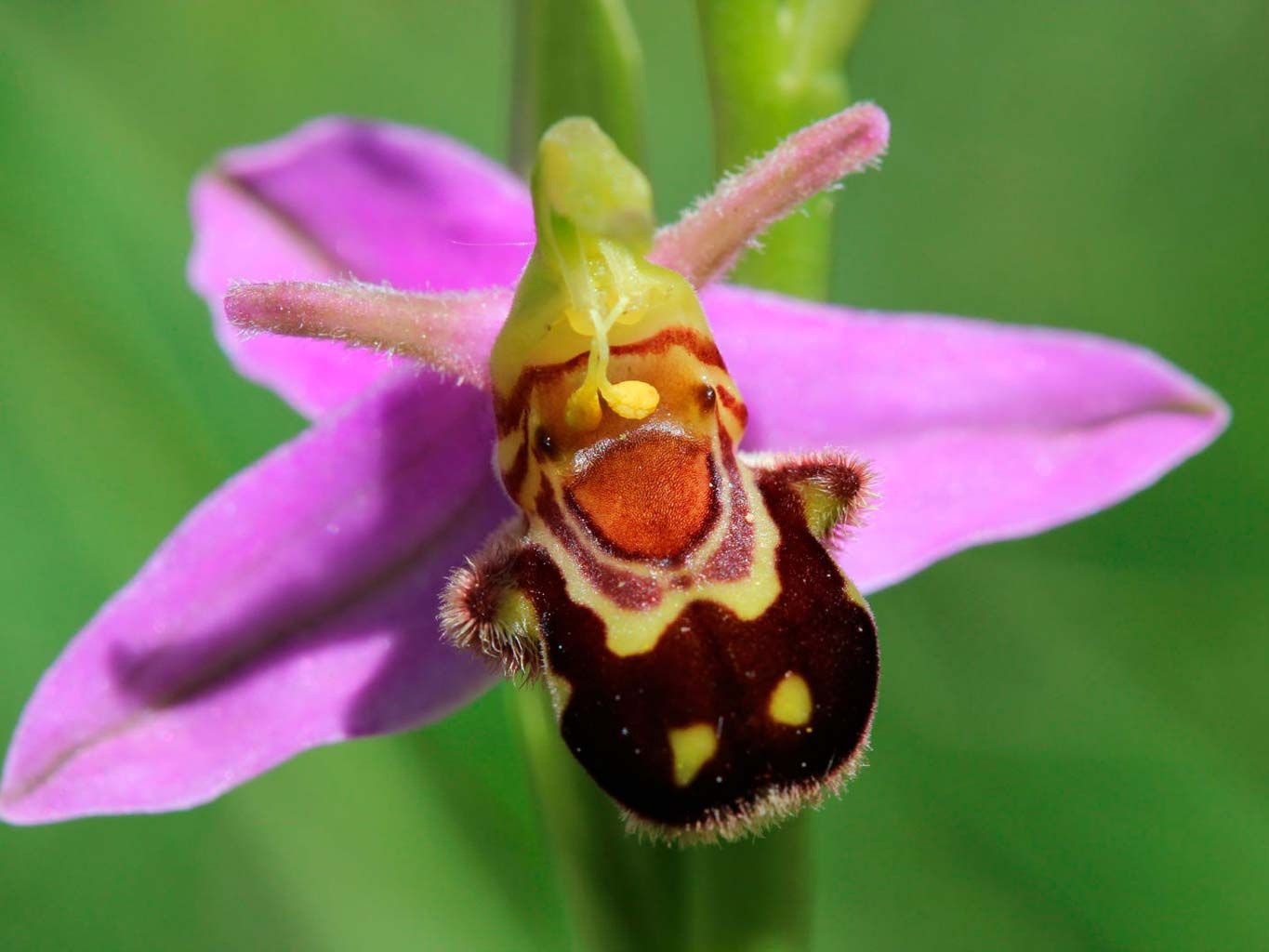 Flower, Flowering plant, Ophrys, Bumblebee orchid, Fly orchid, Plant, Insect, Orchid, Membrane-winged insect, Bee, 