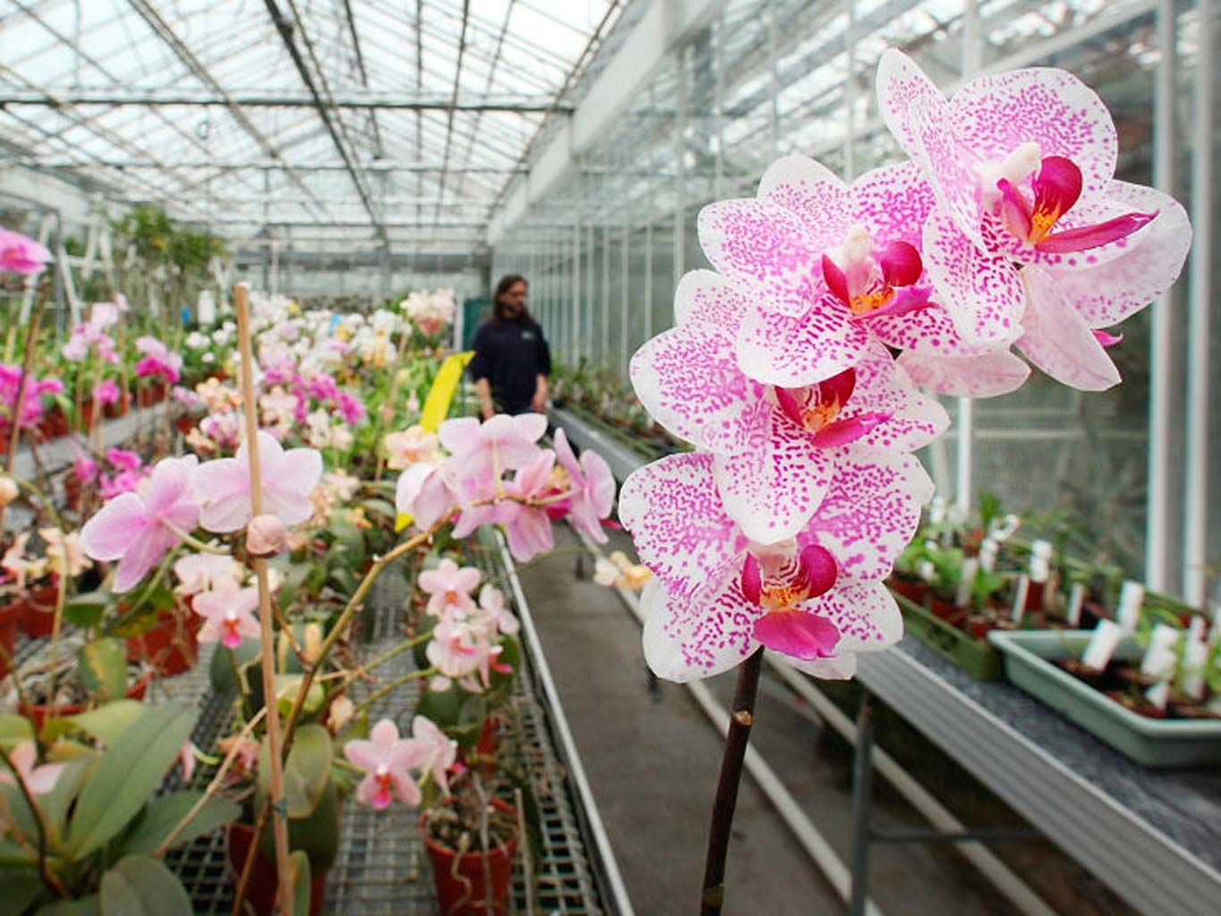 Flower, Flowering plant, moth orchid, Plant, Pink, Petal, Botany, Cut flowers, Moth Orchid, Greenhouse, 