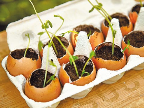 Food, Dish, Cuisine, Ingredient, Tapenade, Hors d'oeuvre, Finger food, Produce, Canapé, appetizer, 