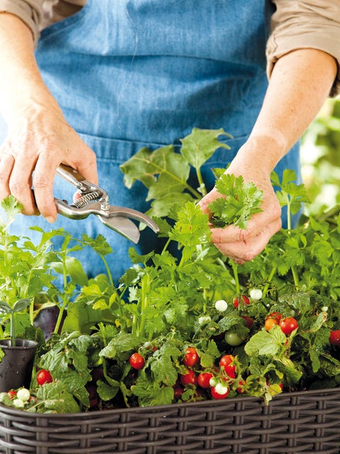 Plant, Flower, Gardener, Vegetable, Food, Spring greens, Gardening, Herb, Hand, Leaf vegetable, 