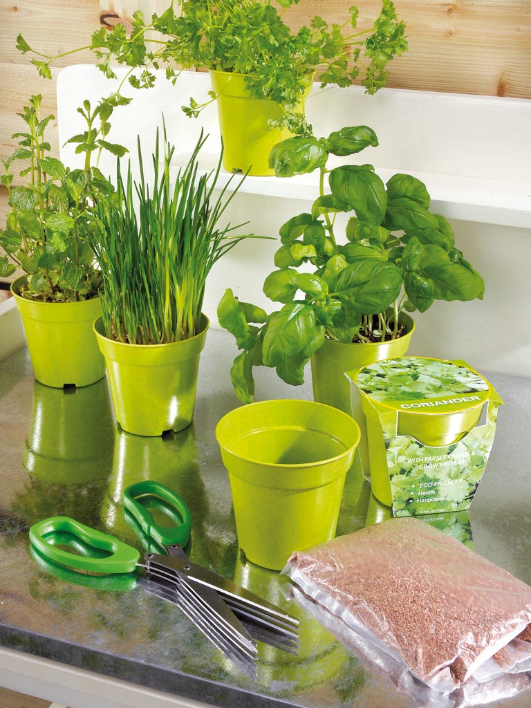 Green, Herb, Plant, Vegetable, Flowerpot, Grass family, Food, Fines herbes, Room, Leaf vegetable, 