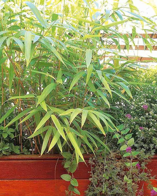 jardinera con plantas de bambú