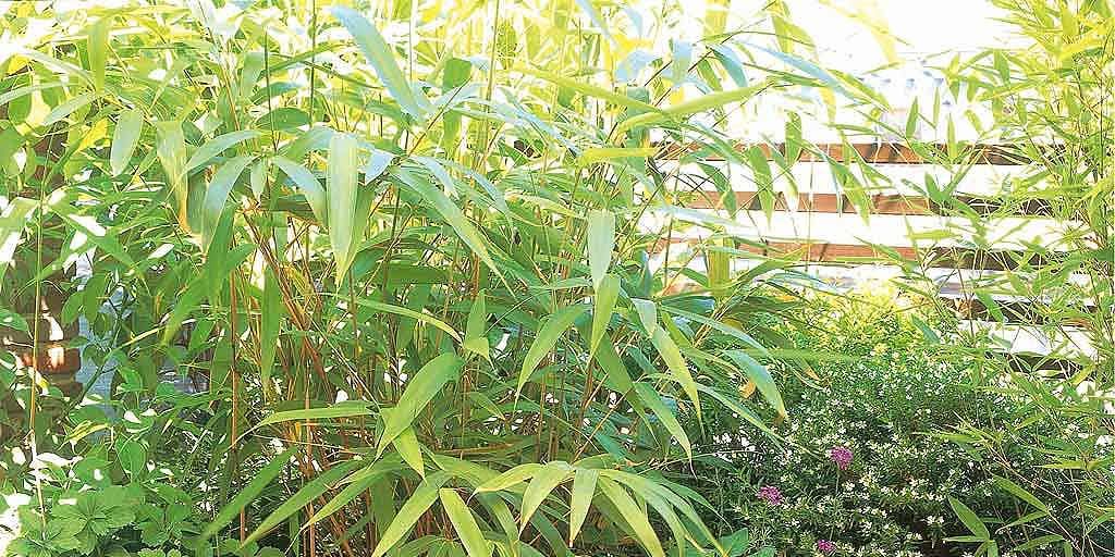 New Bambu Planta Exterior Cuidados for Small Space