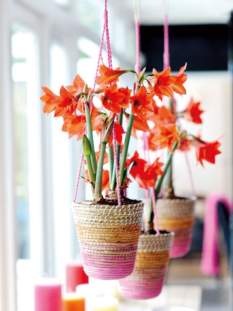 Petal, Flower, Orange, Interior design, Cut flowers, Floristry, Flowering plant, Flower Arranging, Basket, Vase, 