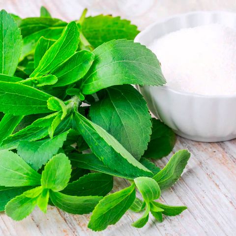 Cultiva Tu Propia Stevia