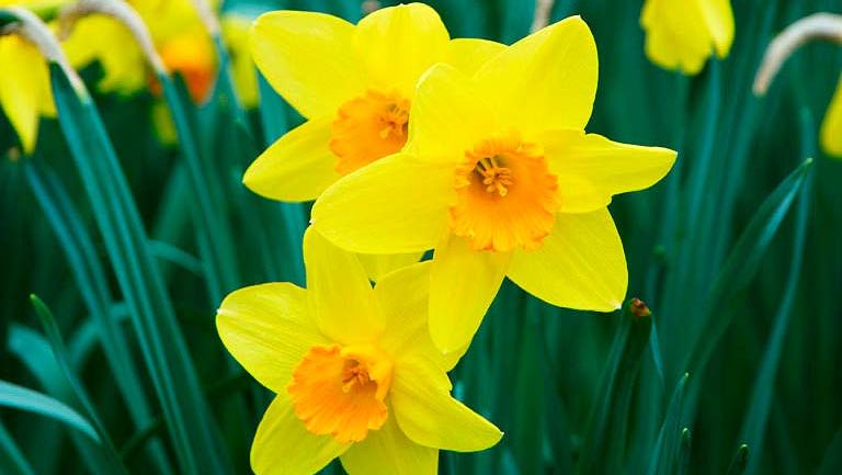 preview for Narcisos: cómo cuidarlos y tratar sus flores