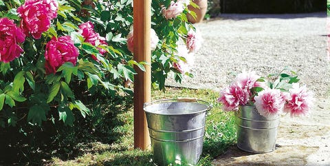 Jardinería: Cómo cuidar las plantas Jardinería: Cómo cuidar las plantas