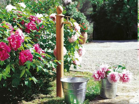 Jardinería: Cómo cuidar las plantas